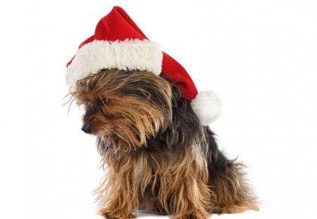 Yorkshire Terrier Puppy Navidad - yorkshire, puppy, navidad, terrier