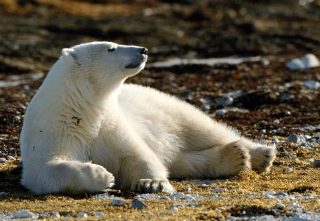 Sunbathing - nature, polar bears, cute, beras, wallpaper, animals