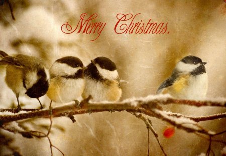 Merry Christmas - pretty, birds, magic, holidays, holiday, magic christmas, merry christmas, xmas, winter, happy new year, beautiful, photography, beauty, lovely, tree, christmas, winter time, new year, cute, adorable, happy holidays