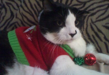 My Christmas Kitty - pets, cats, holidays, animals