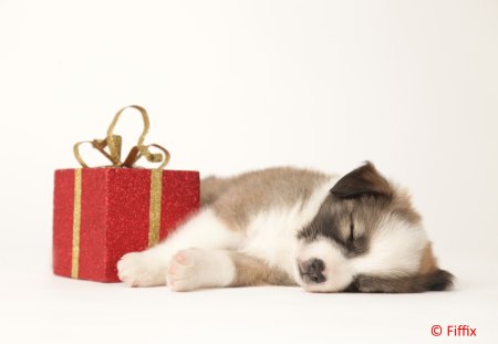 ๑♥๑ Santa left me a Gift ๑♥๑ - dog, family, tiny, red, ribbon, puppy, golden, forever, small, present, love, christmas, pet dog, little, gift, paw print, animals