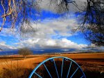 Autumn Field