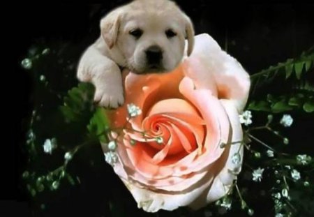 Dog with rose - animals, dogs, funny, rose, cute