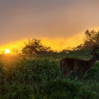 A Deer at Sunset