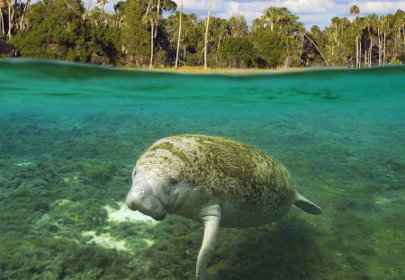 MANATEE - picture, manatee, cool, sea