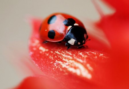 Lady Bug - picture, lady bug, cool, red