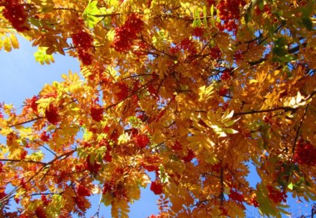 Autumn Beauty - fall, photo, leaves, nice, gold, photography, orange, tree, nature, colors, autumn, bulgaria