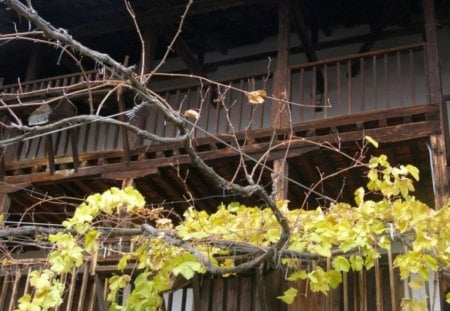 Old House - house, photography, photo, architecture, leaves, fall, historical, autumn, old, bulgaria