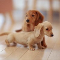 Short Legs Dog