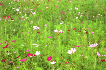 Cosmos bipinnatus - pretty, colorful, flower field, beautiful