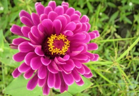 Zinnia elegans Jacq. - pretty, flowers, lovely, bright