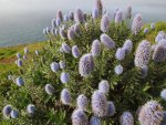 blooming pride of madeira island portugal