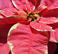 Pink Poinsettias