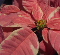 Christmas Poinsettias