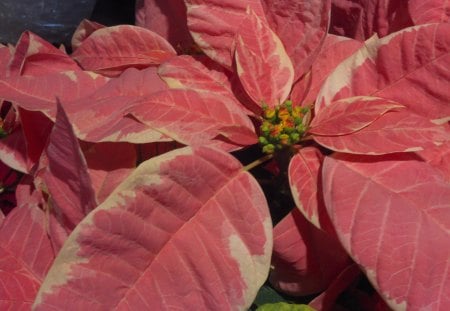 Christmas Poinsettias - red poinsettias, christmas poinsettias, pink poinsettias, christmas flowers