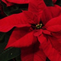 Red Poinsettias