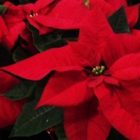 Red Christmas Poinsettias