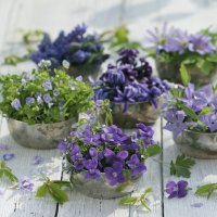 ~âœ¿~ Variety of tiny flowers ~âœ¿~