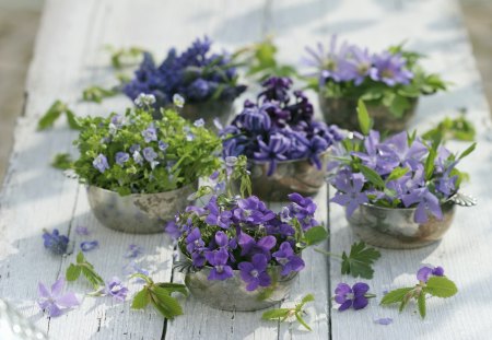 ~✿~ Variety of tiny flowers ~✿~ - pretty, small, lovely, sweet, home, variety, silver vase, tiny, healthy energy, flowers, fresh, nature, purple, plants