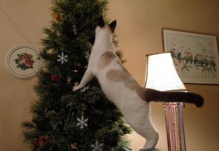 Kitten is a biiiiig help! - long ears, long tail, decorate, cat, tree, kitten, christmas