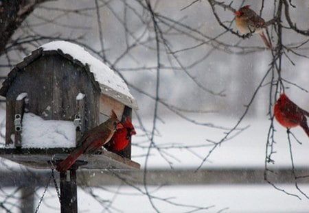 Winter - nature, cold, trees, snow, beautiful, birdhouse, birds