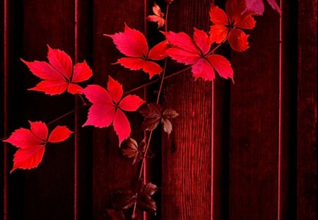 decorating in red - red, wood, leaves, beautifully