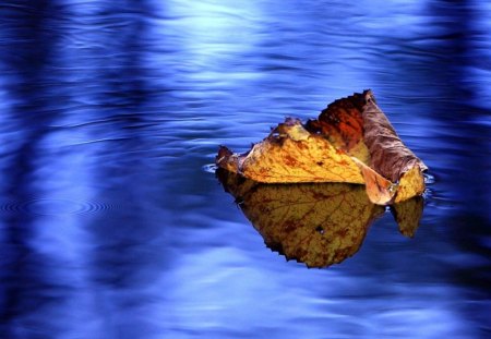 Fall - leaaves, water, leaf, autumn