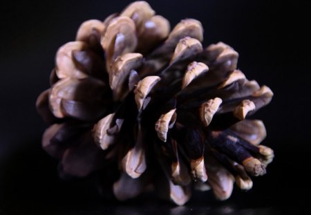 Pine Cone - pine, cone, cones, nature