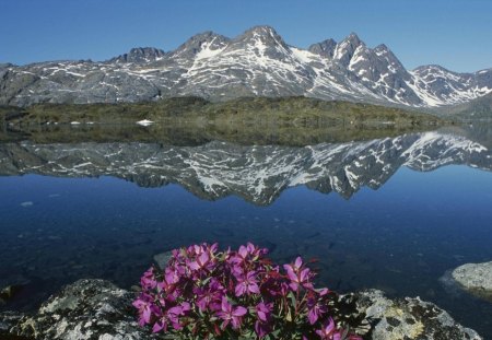 fireweed, in ammassalik greenland - lake, flower, mountains, reflection, bush