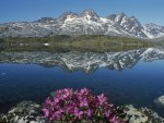 fireweed, in ammassalik greenland