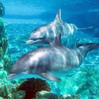 Dolphins