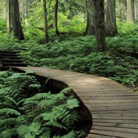 forest trail in mount revelstoke british columbia