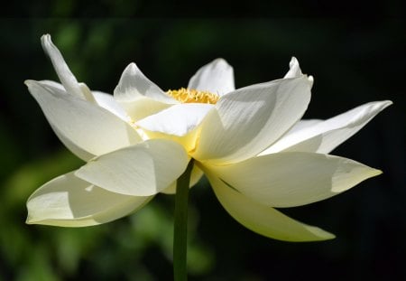 Lotus - nature, lotus, yellow, photography, flower