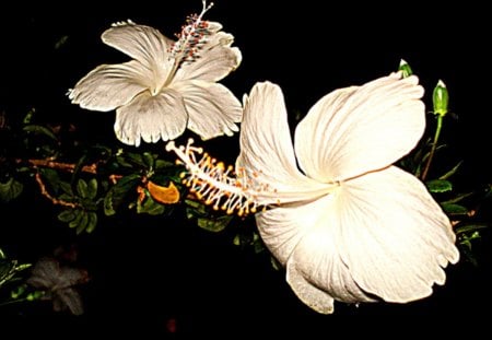 White hibiscus - flowers, hibiscus, white, flower