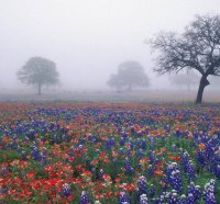 bluebonnets and live oak in foggy texas