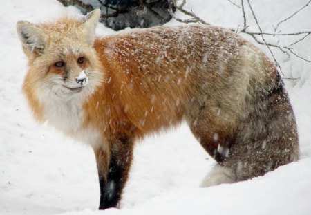 Sly Fox - snow, winter, animal, fox