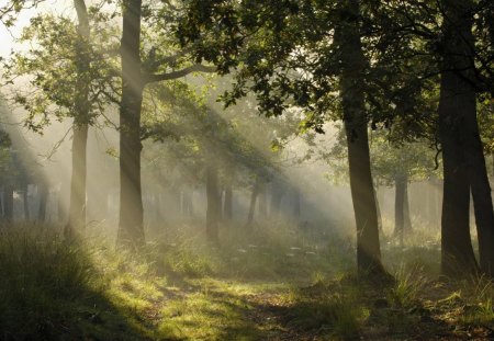 mystical light in a german forest - weeds, sun rays, haze, forest