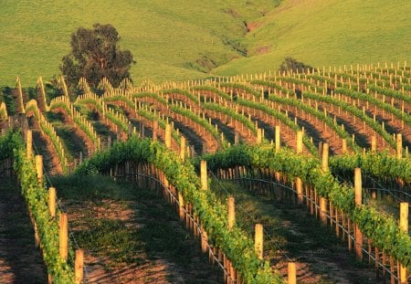 waves of napa vineyards in california - vineyards, hills, sunset, fields