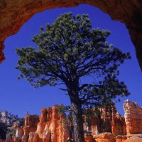 natural framing in bryce canyons utah