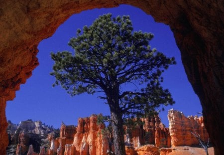 natural framing in bryce canyons utah - tree, arch, cliffs, canyon