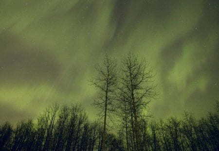 northern lights in alberta canada - winter, forest, northern lights, stars