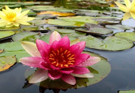 Fairy lilies - flowers, nature, hd, lake, spring, water lily, lily, wallpaper