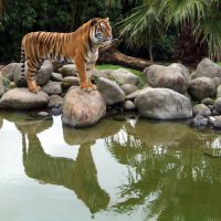 tiger reflection in water