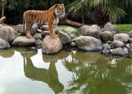 tiger reflection in water - cats, water, tiger, reflection