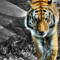 very quiet tiger