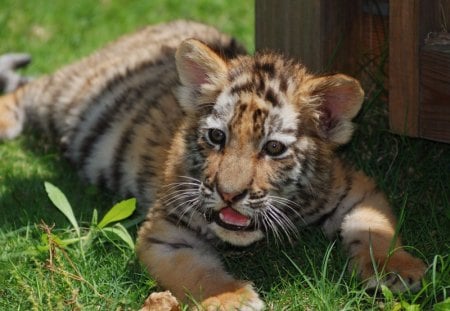 tiger cub - cats, cub, tiger, wild