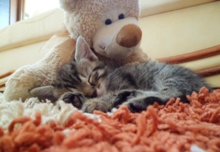 Sweet - sweet, teddy, cat, animals