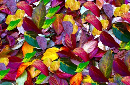 Autumn Colors - colors, leaf, leaves, autumn