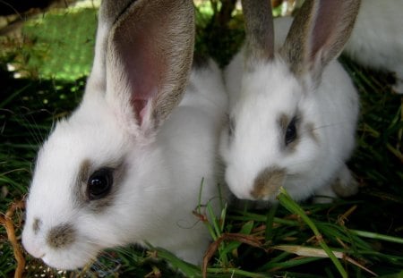 tibana bonies - bonny, conejo, farm, colombia