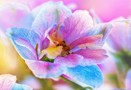 Pastel - pastel, tranzition, color, flowers